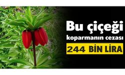 Bu çiçeği koparmanın cezası 244 bin lira