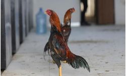 Hayvanları Koruma Derneği'nde horoz dövüşü skandalı