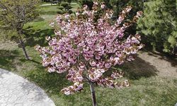 Sakura ağacı görenleri mest ediyor