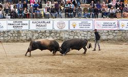 Boğa güreşleri renkli görüntülere sahne oldu