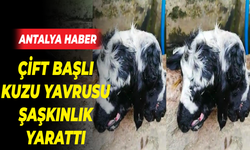 Bursa'da çift başlı kuzu şaşkınlığı