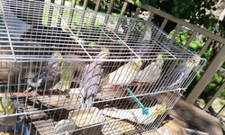 Pazar yerinde satışa çıkarılan papağanlara el konuldu