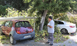 Asırlık ağaç 5 araçta hasara yol açtı