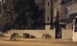 Antalya'da domuz sürüsü site sakinlerini evlerine almadı