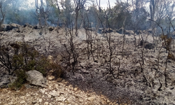 Bahçe temizliği orman yangınına neden oldu