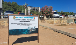 Alanya'da Caretta carettalar için yeni projeler