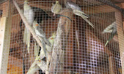 Kaleiçi'nde turistik işletmede 'papağan' gerginliği