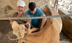 Gazipaşa'da 4 bin 700 büyükbaş hayvana aşılama