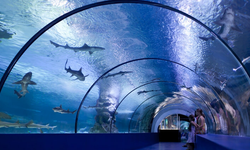 Maviliklere yolculuk: Antalya Aquarium