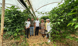 A.Ü'den Kumluca’da tropik meyve yetiştiriciliği eğitimi