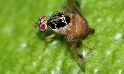 Akdeniz meyve sineğiyle mücadele çalışmaları devam ediyor