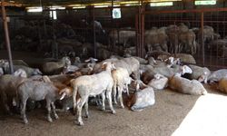 Antalya'da aç kalan kurt sürüsü ağıldaki koyunlara saldırdı