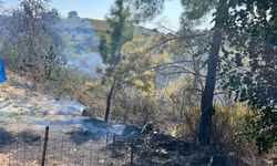 Çıkan yangında 150 zeytin ağacı zarar gördü