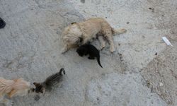 Anneleri ölen kedilere annelik yapıyor