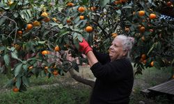 Yetim ve öksüz çocuklar portakal ve mandalinasız kalmasın diye uğraşıyor