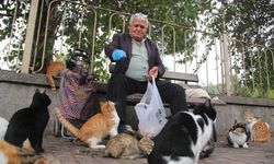 'Kedici Baba' 20 yıldır sokak hayvanlarını besliyor