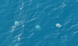 Göçmen denizanalarının geçişleri görüntülendi