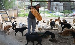 Kemer Belediyesi sokak hayvanlarına sahip çıkıyor