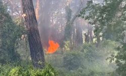 Manavgat'ta çamlık alanda yangın
