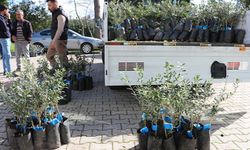 Büyükşehir'den Serikli çiftçilere 700 zeytin fidanı
