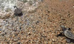 Deniz kaplumbağaları Alanya sahillerinde yumurtlamaya başladı