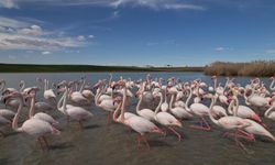 Renkli misafirler flamingolar