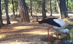 Leyleğin hijyenik beslenmesi fotokapana yansıdı