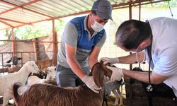 Konyaaltı'ndan hayvan yetiştiricilerine destek