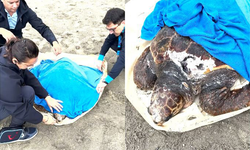 Deniz kaplumbağası tedavi altına alındı