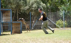 Eğitilen köpekler operasyonların baş tacı