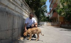 Darp edilen yavru köpek için harekete geçti