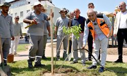 İlk ağaç Kocagöz'den