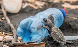 Caretta carettaların plastiklerle mücadelesi