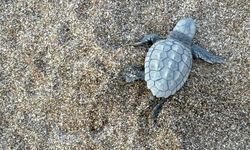 Yavru caretta carettalar mavi sularla buluştu