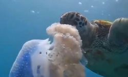 Caretta carettanın deniz anasını yediği görüntülerle plastik kirliliğine dikkat çekti