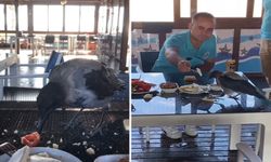 Restorana gelip kahvaltı yapan karga gülümsetti