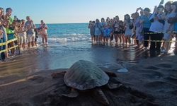 Tedavi edilen 2 caretta caretta denizle buluştu