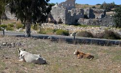 Patara'nın yollarına inek ve koyun zararı