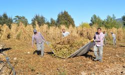 Çandır fasulyesinde hasat zamanı