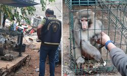 Rhesus Maymununu besleyen şahsa 8 bin 322 lira para cezası