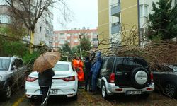 Ağaç otomobillerin üzerine devrildi