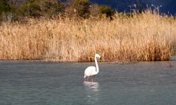 Kemer'de flamingo sürprizi