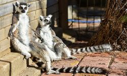 Lemurların kış rutini, güneşi selamlamak