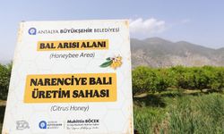 Antalya'da narenciye balı için harekete geçildi