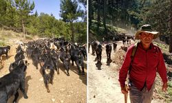 Yörüklerin yayla mesaisi başladı