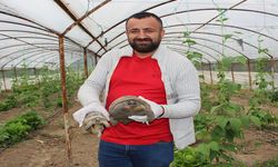 Serasına kaplumbağa dadandı