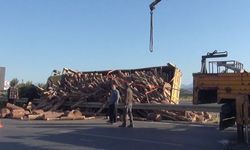 Tomruk yüklü kamyon devrildi