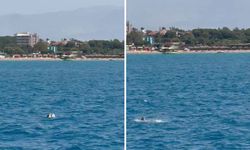 Side açıklarında Akdeniz foku görüntülendi