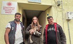 Yolda yaban keçisi yavrusu buldu