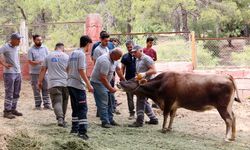 Bayrama özel 'hayvan yakalama ekibi'
